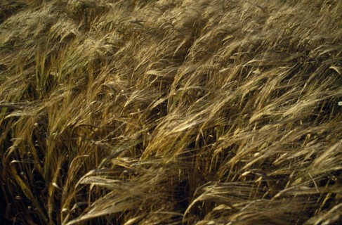 AGRICULTURE, Arable, Barley, Detail of barley crop
