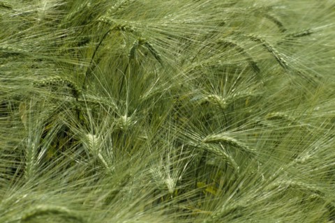AGRICULTURE, Arable, Barley, Detail of barley crop