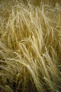 AGRICULTURE, Arable, Barley, Detail of barley crop. Storrington. West Sussex. England.