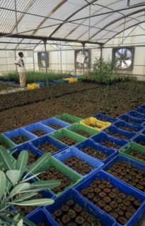 UAE, Abu Dhabi, Al Sammaliah, Mangrove nursery growing imported and local plants grown to decrease