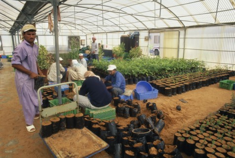 UAE, Abu Dhabi, Al Sammaliah, Workers in mangrove nursery growing imported and local plants grown