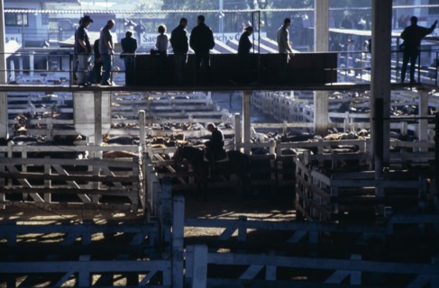 ARGENTINA, Buenos Aires, "Traders on raised walkway above cattle pens, examining animals for sale