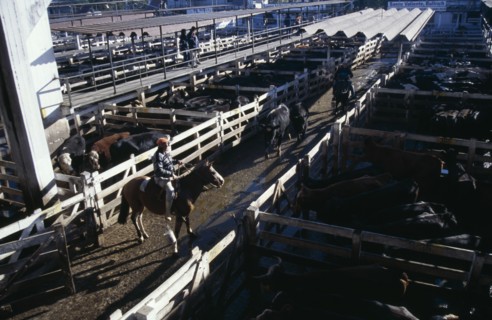 ARGENTINA, Buenos Aires, "Traders on raised walkway above cattle pens, examining animals for sale