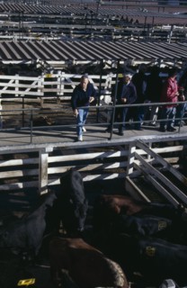 ARGENTINA, Buenos Aires, "Traders on raised walkway above cattle pens, examining animals for sale