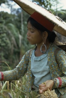 MALAYSIA, Borneo, Sarawak, Young Kayan woman harvesting dry hill rice wearing heavy earrings