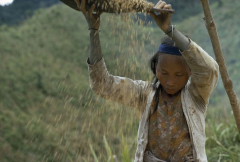 MALAYSIA, Borneo, Sarawak, Kayan girl winnowing rice. Subgroup of the Dayak indigenous tribes