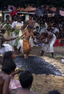 SRI LANKA, Religion, Hinduism, Punnaccolai Festival. Hindu Tamil eight year old boy fire walking.