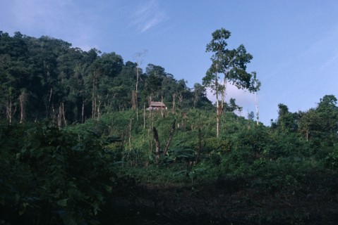 GUATEMALA, Alta Verapaz, Semuy, Q’eqchi Indian refugee village. Family house with a thatched roof