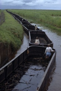 GUYANA, Industry, Sugar cane barges travelling along canal through plantation. Sugar is Guyana’s