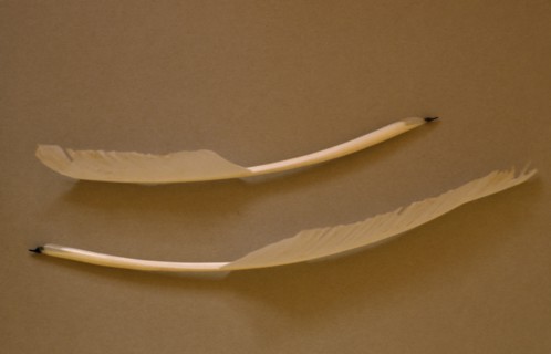 RELIGION, Judaism, Scribe’s quill pen.