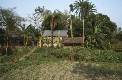 BANGLADESH, Shariatpur, Family smallholding with thatched outbuildings and vegetable patch.