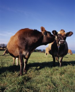 UNITED KINGDOM, Channel Islands, Jersey, Jersey cattle