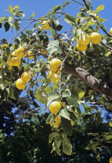 ITALY, Campania, Sorrento, Lemons growing on a lemon tree