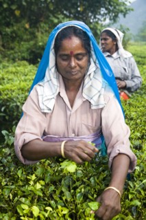 INDIA, Kerala, Vandiperiyar, "Woman picking leaves from tea plant, Periyar Connemara Estate"