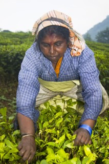 INDIA, Kerala, Vandiperiyar, "Woman picking leaves from tea plant, Periyar Connemara Estate"