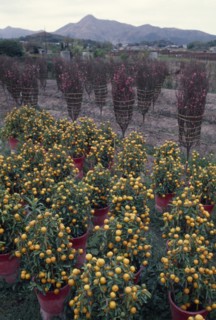 HONG KONG, Chinese New Year, Orange trees and peach blossom grown for New Year celebrations.