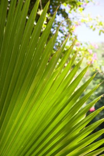 WEST INDIES, St Vincent And The Grenadines, Canouan Island, Tamarind Beach detail of a fanned palm