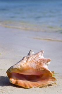 WEST INDIES, St Vincent And The Grenadines, Union Island, Conch shell at the water's edge on the