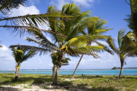 WEST INDIES, St Vincent And The Grenadines, Union Island, Coconut palm trees blowing in the wind