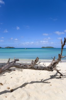 WEST INDIES, Grenada, Carriacou, "Dead branch of a tree in the sand with waves breaking on Paradise