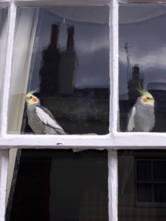 ENGLAND, West Sussex, Shoreham-by-Sea, Two Cockatiels looking out of domestic window.