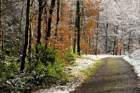 20093545 IRELAND Monaghan Monaghan Town Rossmore Forest Park. Winter scene with snow and some trees with leaves