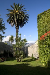 20093650 ITALY Campania Ravello Villa Cimbrone. Tall tree at entrance to the villa