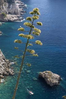 20093660 ITALY Campania Island of Capri Capri Town. View from Augustus Gardens with shrub in foreground