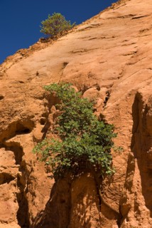 FRANCE, Provence Cote d’Azur, Vaucluse, Colorado Provencal.  Vivid red rocks in the area of park