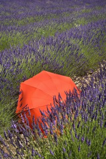 FRANCE, Provence Cote d’Azur, Vaucluse, Red umbrella amidst rows of lavender in field between
