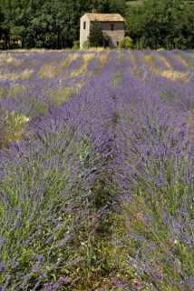 FRANCE, Provence Cote d’Azur, Vaucluse, Stone barn with tiled roof in lavender field near village
