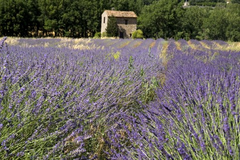 FRANCE, Provence Cote d’Azur, Vaucluse, Stone barn with tiled roof in field of lavender near