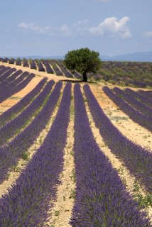FRANCE, Provence Cote d’Azur, Alpes de Haute Provence, "Sweeping vista of lavender field with a