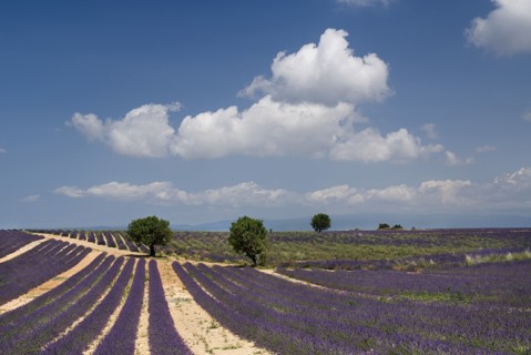 FRANCE, Provence Cote d’Azur, Alpes de Haute Provence, Sweeping vista of lavender field with