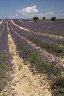 FRANCE, Provence Cote d’Azur, Alpes de Haute Provence, Sweeping vista of lavender field with