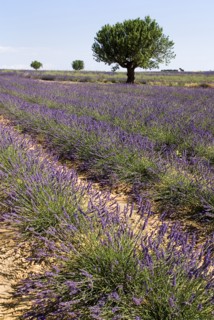 FRANCE, Provence Cote d’Azur, Alpes de Haute Provence, Sweeping vista of lavender field with trees