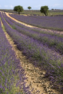 FRANCE, Provence Cote d’Azur, Alpes de Haute Provence, Sweeping vista of lavender field with