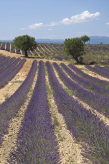 FRANCE, Provence Cote d’Azur, Alpes de Haute Provence, Sweeping vista of field with rows of