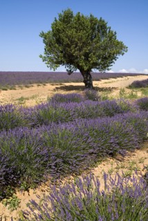 FRANCE, Provence Cote d’Azur, Alps de Haute Provence, A tree growing amongst rows of lavender in