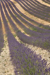 FRANCE, Provence Cote d’Azur, Alpes de Haute Provence, Sweeping patterns in rows of lavender in