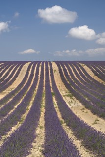 FRANCE, Provence Cote d’Azur, Alpes de Haute Provence, Rows of lavender following slope of field to