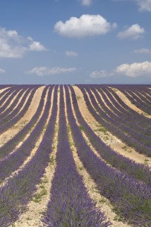 FRANCE, Provence Cote d’Azur, Alpes de Haute Provence, Rows of lavender following slope of field