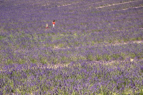 FRANCE, Provence Cote d’Azur, Alpes de Haute Provence, A woman and child walking through field of