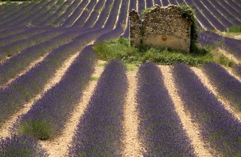 FRANCE, Provence Cote d’Azur, Alpes de Haute Provence, Ruins of stone barn or house in field of