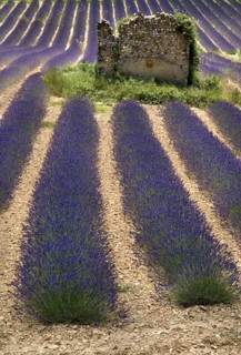 FRANCE, Provence Cote d’Azur, Alpes de Haute Provence, Ruins of stone barn or house in field of