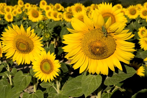 FRANCE, Provence Cote d’Azur, Bouches du Rhone, Close cropped view of field of sunflowers in early