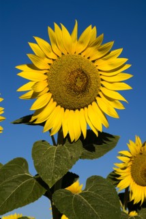 FRANCE, Provence Cote d’Azur, Bouches du Rhone, Head of sunflower against blue sky in field near