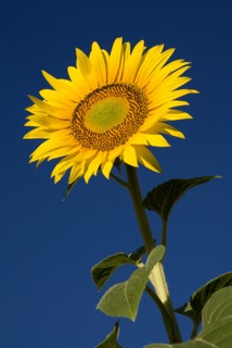 FRANCE, Provence Cote d’Azur, Bouches du Rhone, Single sunflower viewed from low angle against blue
