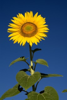FRANCE, Provence Cote d’Azur, Bouches du Rhone, Single sunflower against blue sky growing in field