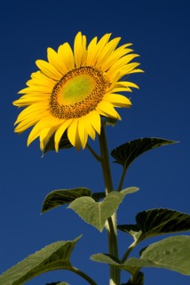 FRANCE, Provence Cote d’Azur, Bouches du Rhone, "Single sunflower viewed from a low angle against